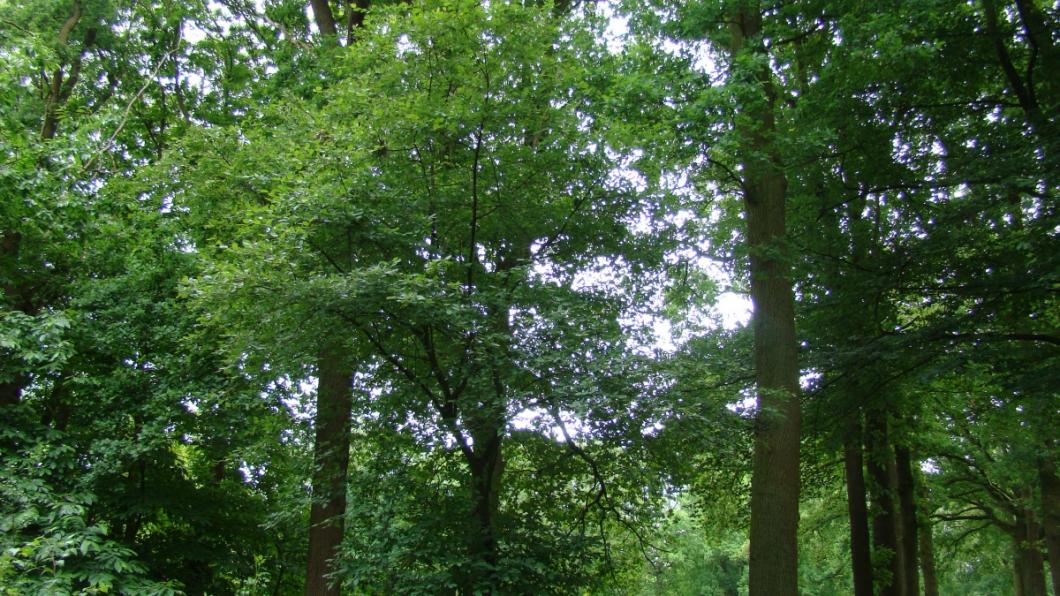 Waterwingebied nabij Hulst