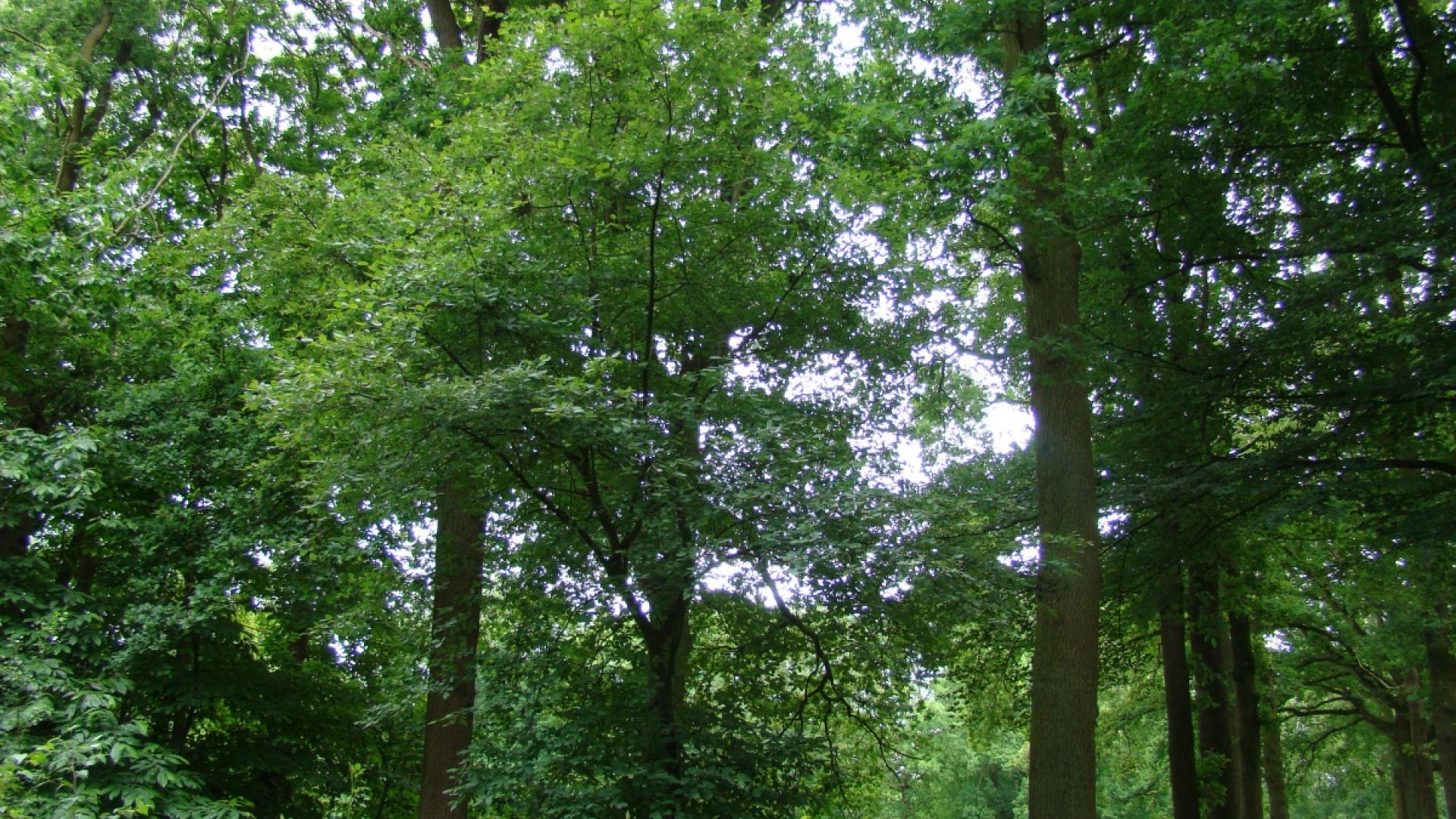 Waterwingebied nabij Hulst